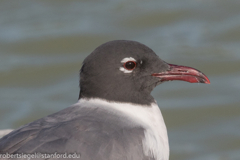 laughing gull